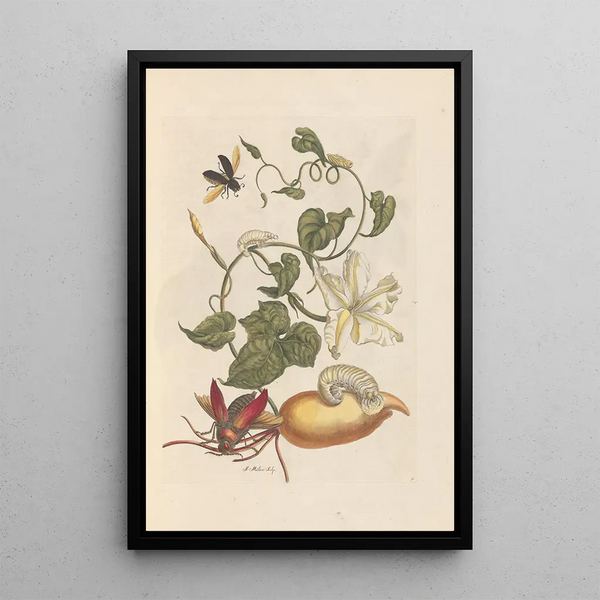 Maria Sibylla Merian - Dissertation sur la generation et les transformations des insectes de Surinam Pl56.webp