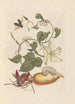 Dissertation sur la génération et les transformations des insectes de Surinam Pl56 - Maria Sibylla Merian — vy av konstverket