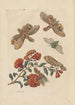 Dissertation sur la génération et les transformations des insectes de Surinam Pl60 - Maria Sibylla Merian — vy av konstverket