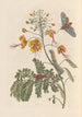 Dissertation sur la génération et les transformations des insectes de Surinam Pl61 - Maria Sibylla Merian — vy av konstverket