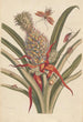 Dissertation sur la génération et les transformations des insectes de Surinam Pl64 - Maria Sibylla Merian — vy av konstverket