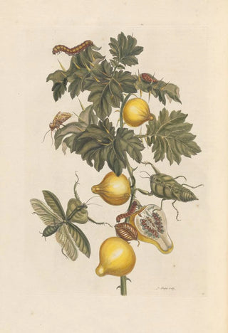 Maria Sibylla Merian - Dissertation sur la generation et les transformations des insectes de Surinam Pl66.webp