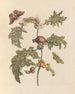 Dissertation sur la génération et les transformations des insectes de Surinam Pl67 - Maria Sibylla Merian — vy av konstverket