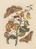 Dissertation sur la génération et les transformations des insectes de Surinam Pl68 - Maria Sibylla Merian — vy av konstverket
