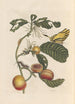 Dissertation sur la génération et les transformations des insectes de Surinam Pl69 - Maria Sibylla Merian — vy av konstverket