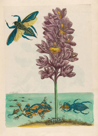Maria Sibylla Merian - Eichhornia crassipes.webp