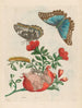 Grenadier - Maria Sibylla Merian — vy av konstverket