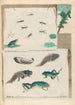 Grenouilles - Maria Sibylla Merian — vy av konstverket