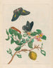 Limonier - Maria Sibylla Merian — vy av konstverket