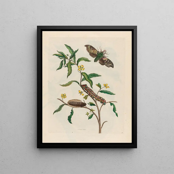 Maria Sibylla Merian - Ludwigia octovalvis.webp