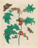 Macca - Maria Sibylla Merian — vy av konstverket