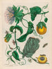 Marquiaas - Maria Sibylla Merian — vy av konstverket