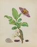 Metamorfosen av en liten kejsarfjäril på ett damaskusplommon, planche 13 från boken Caterpillar - Maria Sibylla Merian — vy av konstverket
