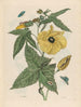 Muscus Bloem - Maria Sibylla Merian — vy av konstverket