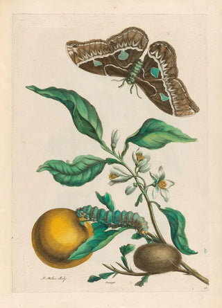 Maria Sibylla Merian - Oranger.webp