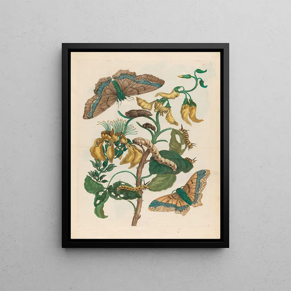Maria Sibylla Merian - Pallisadenboom.webp
