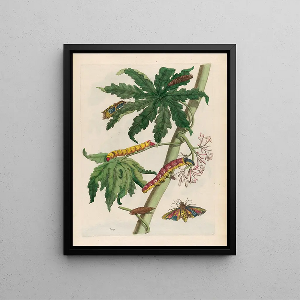 Maria Sibylla Merian - Papay.webp