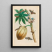 Papaya - Maria Sibylla Merian — inramlat konstverk på väggen