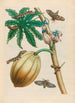 Papaya - Maria Sibylla Merian — vy av konstverket