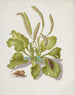 Plantain med metamorfos av Bright-Line Brown-Eye - Maria Sibylla Merian — vy av konstverket