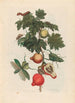 Pomme de Sodome - Maria Sibylla Merian — vy av konstverket