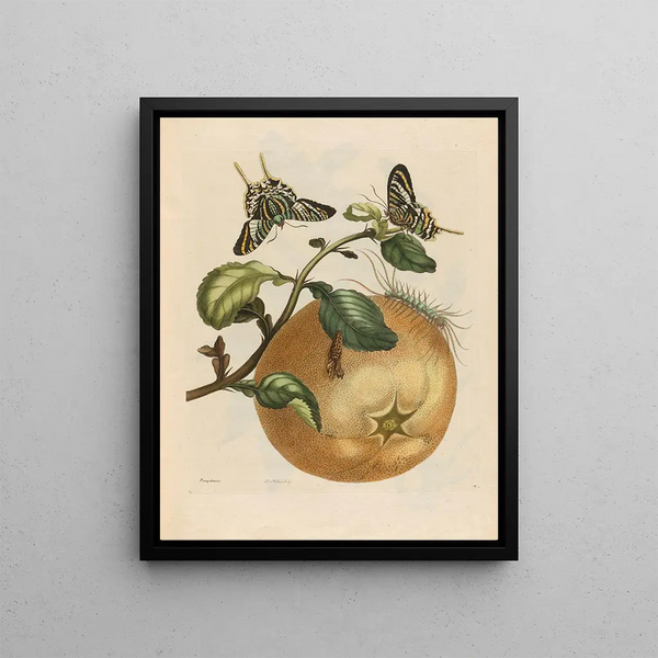 Maria Sibylla Merian - Pompelmous.webp