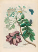 Prunier d'Amérique - Maria Sibylla Merian — vy av konstverket
