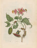 Rocher - Maria Sibylla Merian — vy av konstverket