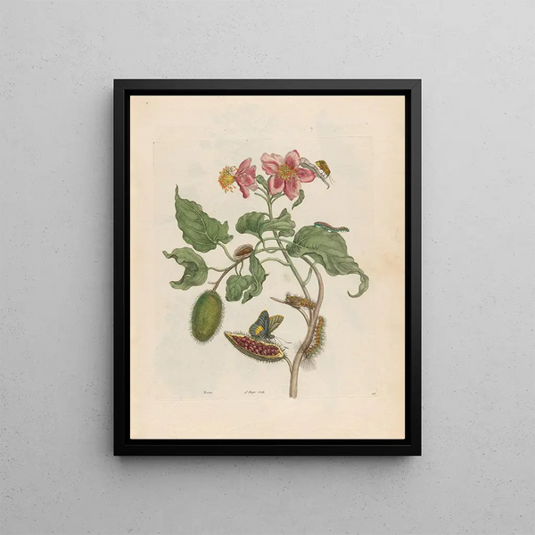 Maria Sibylla Merian - Rocu.webp