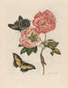 Rosier - Maria Sibylla Merian — vy av konstverket