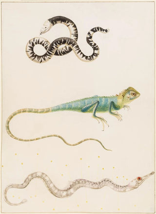 Maria Sibylla Merian - South American smallhead worm lizard iguana or East Indian tree lizard and pipefish.webp