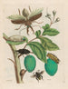 Tabrouba - Maria Sibylla Merian — vy av konstverket
