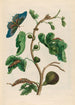 Goyave blanche - Maria Sibylla Merian — vy av konstverket