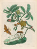 Sac d'acide - Maria Sibylla Merian — vy av konstverket