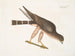 Le faucon des palombes - Mark Catesby — vy av konstverket