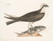 Le faucon pêcheur - Mark Catesby — vy av konstverket