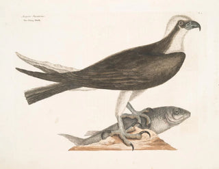 Le faucon pêcheur - Mark Catesby — vy av konstverket