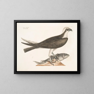 Le faucon pêcheur - Mark Catesby — inramlat konstverk på väggen