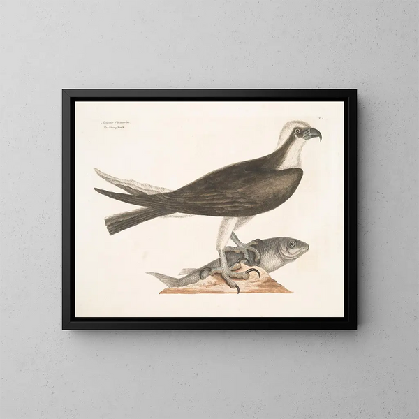 Le faucon pêcheur - Mark Catesby — inramlat konstverk på väggen