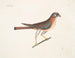 Le petit faucon - Mark Catesby — vy av konstverket