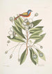 Althaea Alcea Floridana Le Loblolly-Bay Avis Tricolor Le Pinson målad - Mark Catesby — vy av konstverket