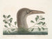 Le grand fou de Bassano - Mark Catesby — vy av konstverket