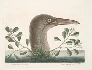 Mark Catesby - An Thymela foliis obtusis Anseri Bassano c The Great Booby.webp