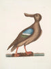 Anas Americanus Le Canard souchet à ailes bleues - Mark Catesby — vy av konstverket