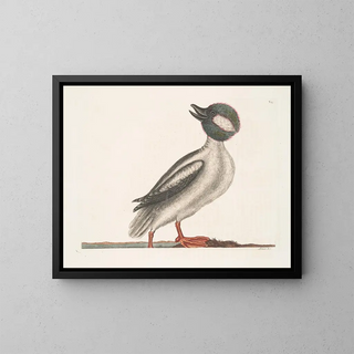 Mark Catesby - Anas minor The Buffels Head Duck.webp