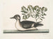 Le petit canard brun - Mark Catesby — vy av konstverket