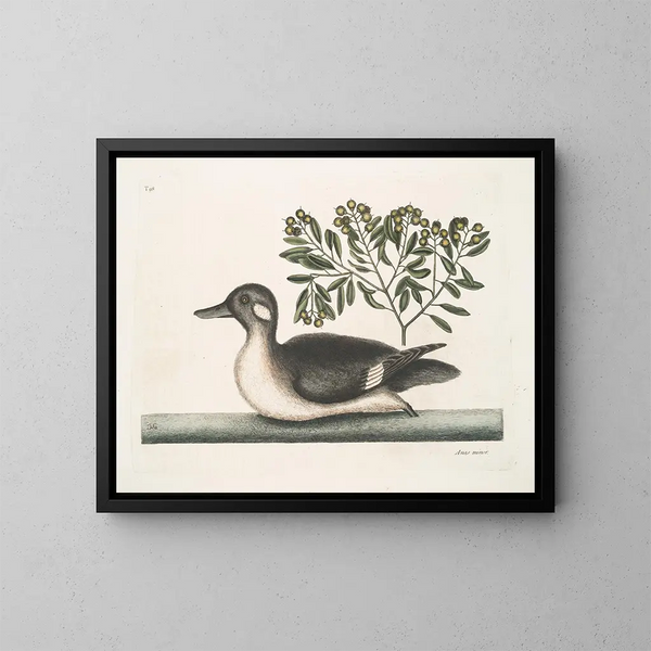 Le petit canard brun - Mark Catesby — inramlat konstverk på väggen