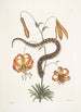 Anguis capite viperino Le Serpent à nez retroussé Lilium c - Mark Catesby — vy av konstverket