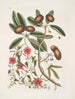 Anona foliis Laurinis Le Sappadillo Convolvulus feuilles panachées c - Mark Catesby — vy av konstverket