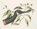 Oie du Canada Chrysanthemum c - Mark Catesby — vy av konstverket